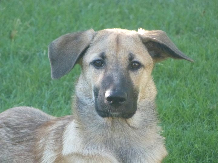 chinook dog